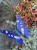IMG_8247.jpeg