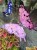 IMG_8246.jpeg