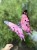 IMG_8251.jpeg