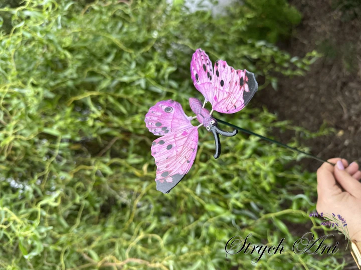 IMG_8254.jpeg