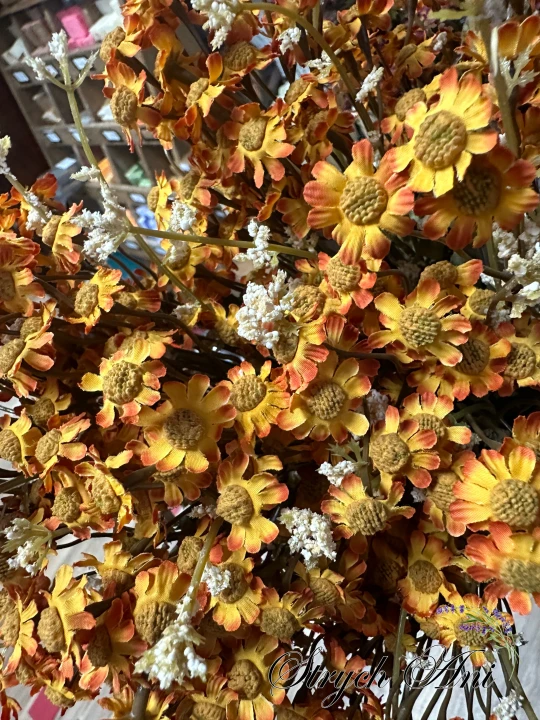 IMG_8288.jpeg