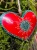 image-1297796425761907.webp