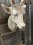 IMG_8378.jpeg