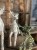 IMG_8383.jpeg