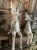 IMG_8387.jpeg