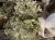 IMG_8423.jpeg