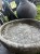 IMG_8698.jpeg