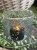 IMG_8721.jpeg