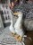IMG_9065.jpeg