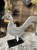 IMG_9313.jpeg
