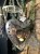 IMG_9346.jpeg