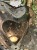 IMG_9345.jpeg