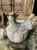 IMG_9359.jpeg