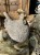 IMG_9357.jpeg