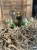 IMG_9644.jpeg