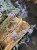 IMG_9660.jpeg