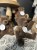 IMG_9744.jpeg