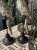 IMG_9732.jpeg