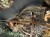 IMG_9852.jpeg