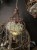 IMG_9855.jpeg