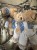 IMG_0056.jpeg