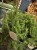 IMG_0071.jpeg