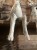 IMG_8388.jpeg