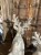 IMG_8390.jpeg