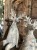 IMG_8389.jpeg