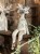 IMG_8386.jpeg