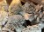 IMG_0194.jpeg