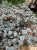 IMG_0244.jpeg