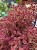 IMG_0248.jpeg