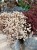 IMG_0251.jpeg