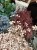 IMG_0255.jpeg