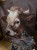 IMG_0463.jpeg