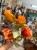 IMG_0618.jpeg