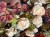 IMG_0639.jpeg