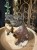 IMG_0724.jpeg