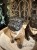 IMG_0728.jpeg