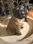 IMG_0729.jpeg