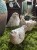 IMG_0743.jpeg