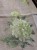 IMG_0774.jpeg