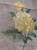 IMG_0777.jpeg