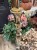 IMG_0865.jpeg