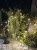 IMG_0977.jpeg