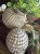 IMG_1246.jpeg