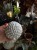 IMG_1248.jpeg