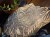IMG_1269.jpeg