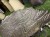 IMG_1271.jpeg